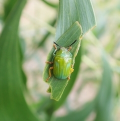 Calomela pallida at Molonglo Valley, ACT - 4 Feb 2022