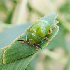 Calomela pallida at Molonglo Valley, ACT - 4 Feb 2022 05:31 PM