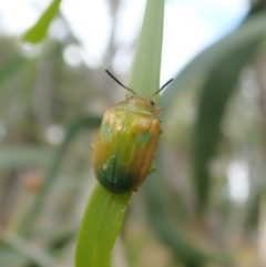 Calomela pallida at Molonglo Valley, ACT - 4 Feb 2022 05:31 PM