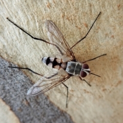 Prosena sp. (genus) (A bristle fly) at Aranda Bushland - 4 Feb 2022 by CathB