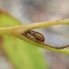 Edusella sp. (genus) (A leaf beetle) at Aranda Bushland - 2 Feb 2022 by CathB