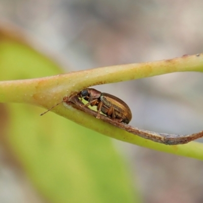 Edusella sp. (genus) (A leaf beetle) at Aranda, ACT - 1 Feb 2022 by CathB