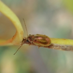 Edusella sp. (genus) at Aranda, ACT - 2 Feb 2022 10:01 AM