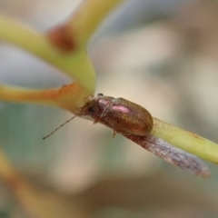 Edusella sp. (genus) at Aranda, ACT - 2 Feb 2022 10:01 AM