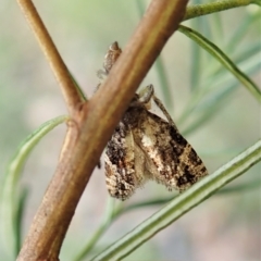 Asthenoptycha sphaltica and nearby species at Aranda Bushland - 2 Feb 2022 by CathB