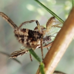 Asthenoptycha sphaltica and nearby species at Molonglo Valley, ACT - 2 Feb 2022 09:13 AM