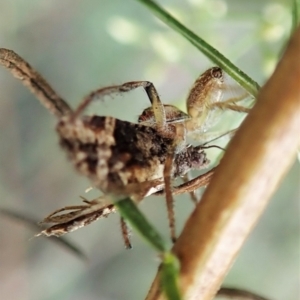 Asthenoptycha sphaltica and nearby species at Molonglo Valley, ACT - 2 Feb 2022 09:13 AM