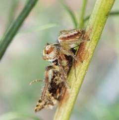 Opisthoncus sp. (genus) (Unidentified Opisthoncus jumping spider) at Aranda Bushland - 1 Feb 2022 by CathB