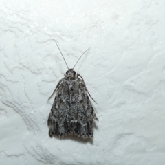 Spectrotrota fimbrialis (A Pyralid moth) at McKellar, ACT - 7 Feb 2022 by Amata