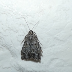 Spectrotrota fimbrialis (A Pyralid moth) at McKellar, ACT - 7 Feb 2022 by Birdy