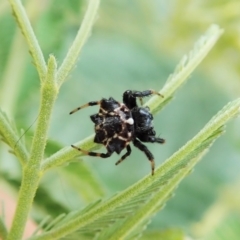 Austracantha minax (Christmas Spider, Jewel Spider) at Aranda Bushland - 24 Jan 2022 by CathB