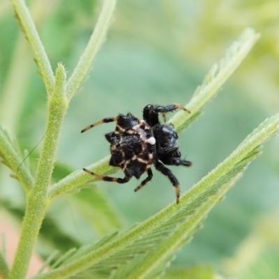 Austracantha minax (Christmas Spider, Jewel Spider) at Molonglo Valley, ACT - 24 Jan 2022 by CathB