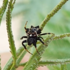 Austracantha minax at Molonglo Valley, ACT - 24 Jan 2022 10:57 AM