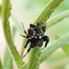 Austracantha minax at Molonglo Valley, ACT - 24 Jan 2022 10:57 AM