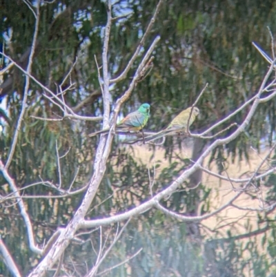 Psephotus haematonotus (Red-rumped Parrot) at Mullengandra, NSW - 9 Feb 2022 by Darcy