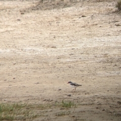 Thinornis melanops (Black-fronted Dotterel) at Mullengandra, NSW - 9 Feb 2022 by Darcy
