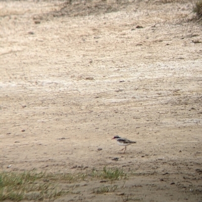 Thinornis melanops (Black-fronted Dotterel) at Mullengandra, NSW - 9 Feb 2022 by Darcy