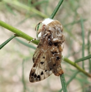 Genduara punctigera at Cook, ACT - 24 Jan 2022 11:02 AM