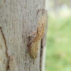 Ledromorpha planirostris (A leafhopper) at Aranda Bushland - 29 Jan 2022 by CathB