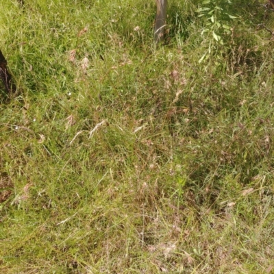 Themeda triandra (Kangaroo Grass) at Hackett, ACT - 9 Feb 2022 by Avery