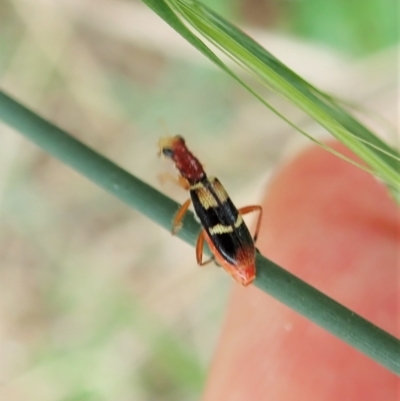 Lemidia bella (Checkered beetle) at Aranda Bushland - 29 Jan 2022 by CathB