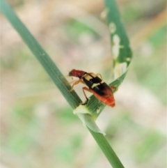 Lemidia bella at Molonglo Valley, ACT - 29 Jan 2022 09:13 AM