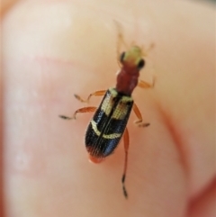 Lemidia bella at Molonglo Valley, ACT - 29 Jan 2022