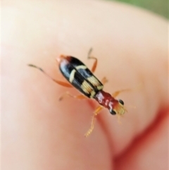 Lemidia bella at Molonglo Valley, ACT - 29 Jan 2022