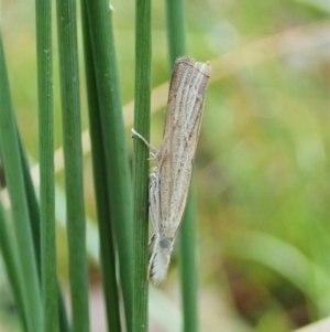 Culladia cuneiferellus at Molonglo Valley, ACT - 1 Feb 2022