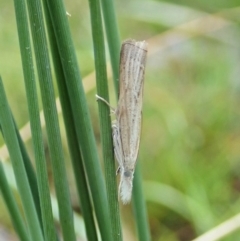 Culladia cuneiferellus at Molonglo Valley, ACT - 1 Feb 2022