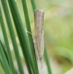 Culladia cuneiferellus at Molonglo Valley, ACT - 1 Feb 2022