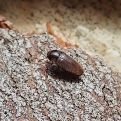 Throscidae (family) (A false click beetle) at Aranda Bushland - 1 Feb 2022 by CathB