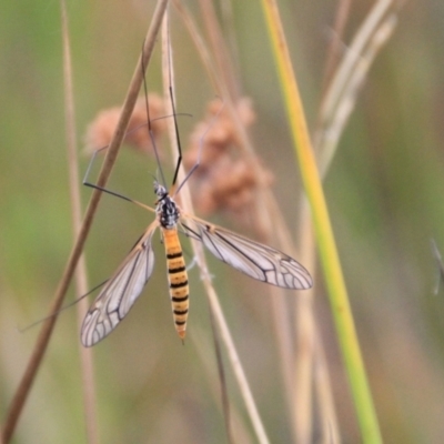 Ischnotoma (Ischnotoma) rubriventris (A crane fly) at Urila, NSW - 9 Feb 2022 by Milobear