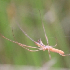 Tetragnatha sp. (genus) (Long-jawed spider) at Urila, NSW - 9 Feb 2022 by Milobear