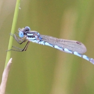 Austrolestes annulosus at UBD015: Urila Bottom Dam - 9 Feb 2022