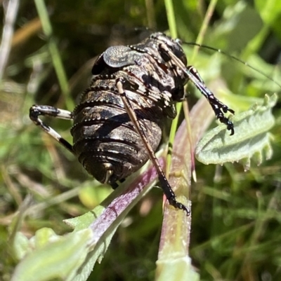 Acripeza reticulata (Mountain Katydid) at Kosciuszko National Park, NSW - 22 Jan 2022 by Ned_Johnston