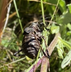 Acripeza reticulata at Kosciuszko National Park, NSW - 23 Jan 2022