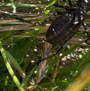 Acripeza reticulata at Kosciuszko National Park, NSW - 23 Jan 2022