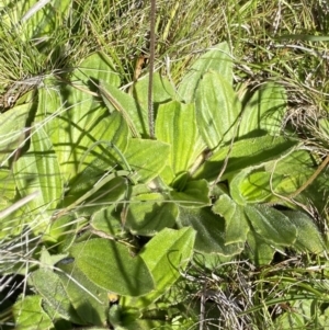 Plantago antarctica at Kosciuszko National Park, NSW - 23 Jan 2022 10:11 AM