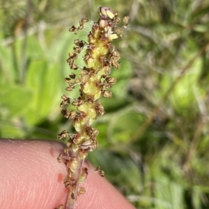 Plantago antarctica at Kosciuszko National Park, NSW - 23 Jan 2022 10:11 AM