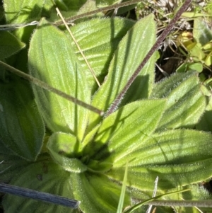 Plantago antarctica at Kosciuszko National Park, NSW - 23 Jan 2022 10:11 AM