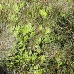 Plantago antarctica at Kosciuszko National Park, NSW - 23 Jan 2022 10:11 AM