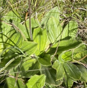 Plantago antarctica at Kosciuszko National Park, NSW - 23 Jan 2022