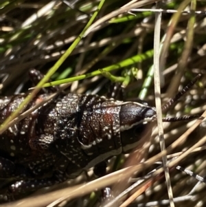 Monistria concinna at Kosciuszko National Park, NSW - 23 Jan 2022 10:08 AM