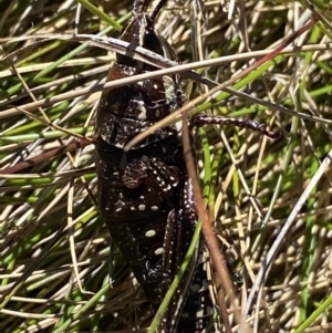 Monistria concinna at Kosciuszko National Park, NSW - 23 Jan 2022