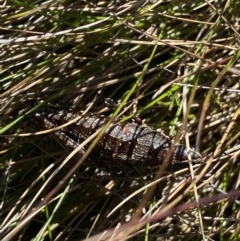 Monistria concinna at Kosciuszko National Park, NSW - 23 Jan 2022 10:08 AM