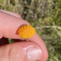 Craspedia aurantia var. aurantia (Orange Billy Buttons) at Kosciuszko National Park, NSW - 23 Jan 2022 by NedJohnston