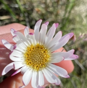 Celmisia tomentella at Kosciuszko National Park, NSW - 23 Jan 2022