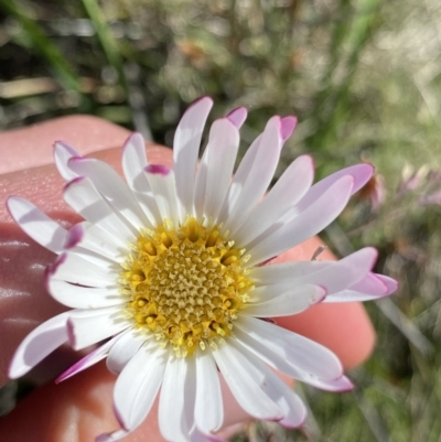Celmisia tomentella (Common Snow Daisy) at Kosciuszko National Park, NSW - 23 Jan 2022 by NedJohnston
