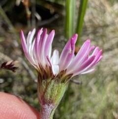 Celmisia tomentella at Kosciuszko National Park, NSW - 23 Jan 2022